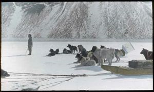 Image of Dog teams watching man crawling toward seal